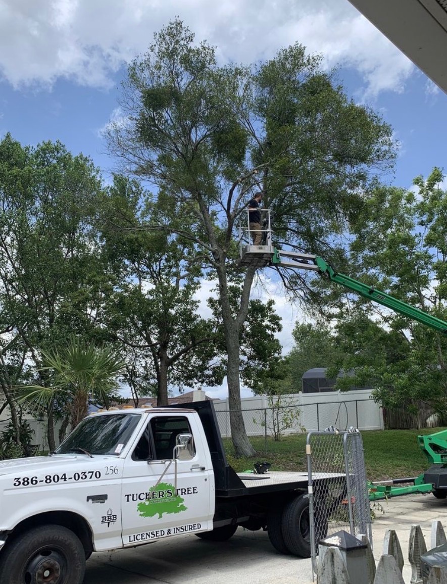 Professional tree services in FL