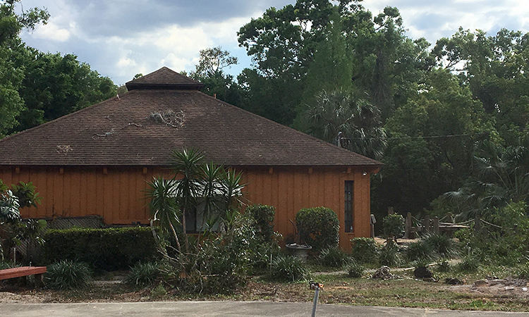 Tree Removal After