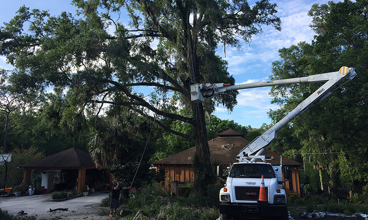 Tree Removal Before